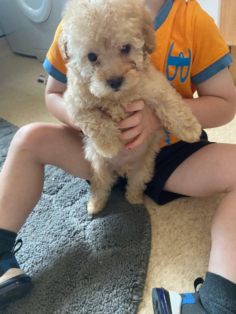 gumtree poodle puppies